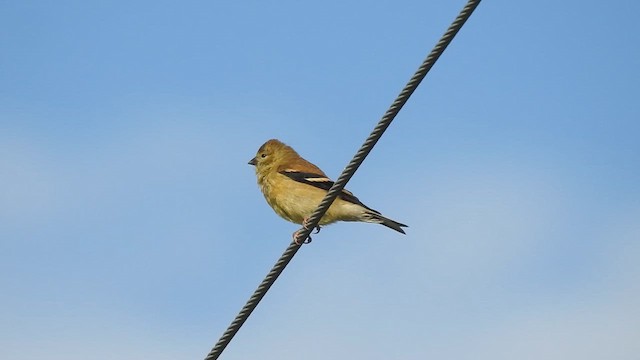 American Goldfinch - ML646427067