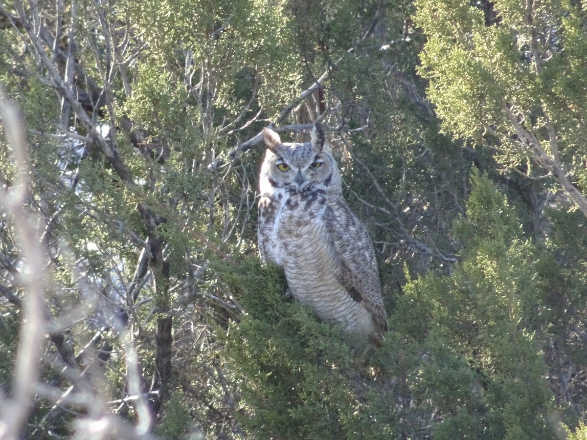 Great Horned Owl - ML646427068