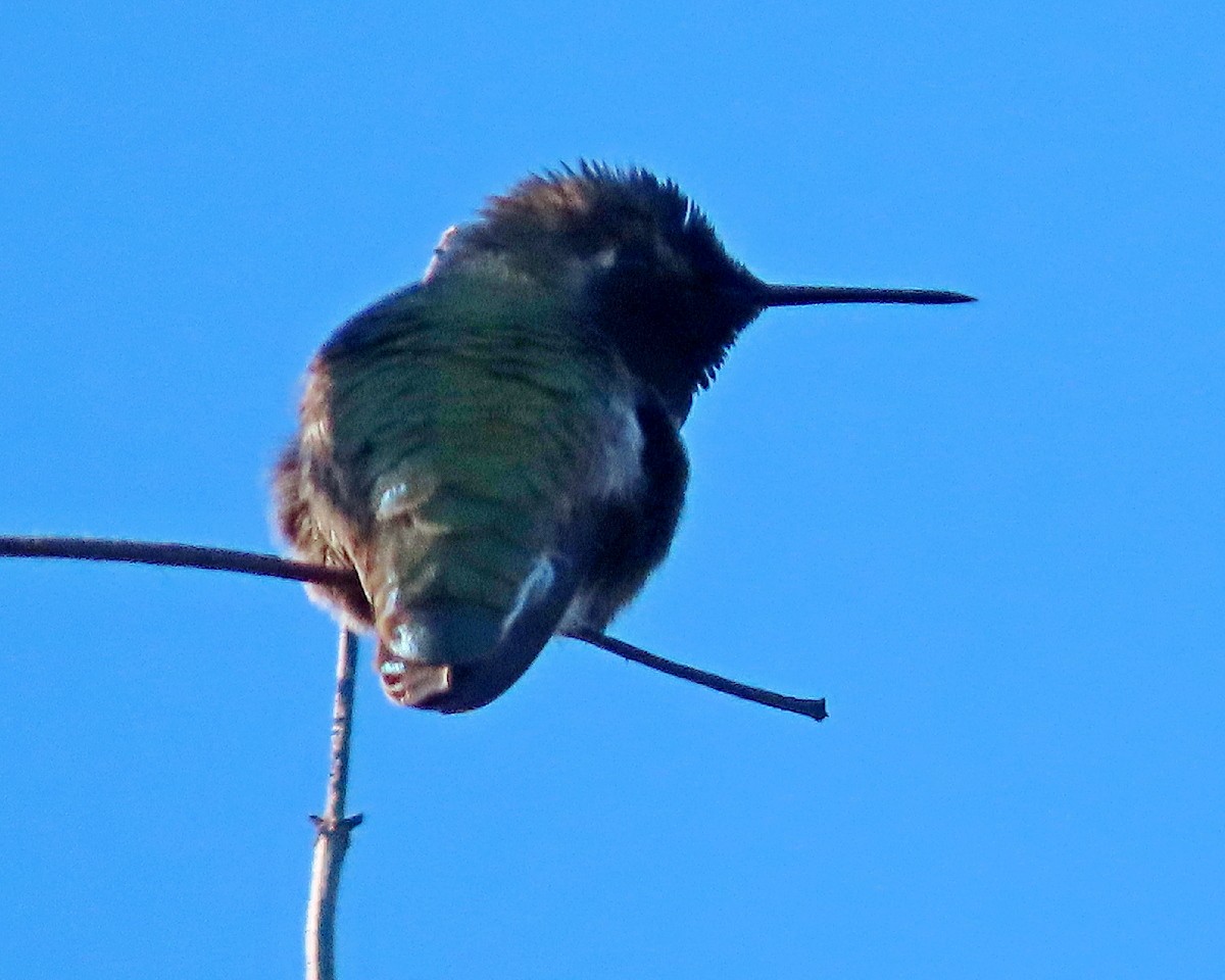 Anna's Hummingbird - ML646427072