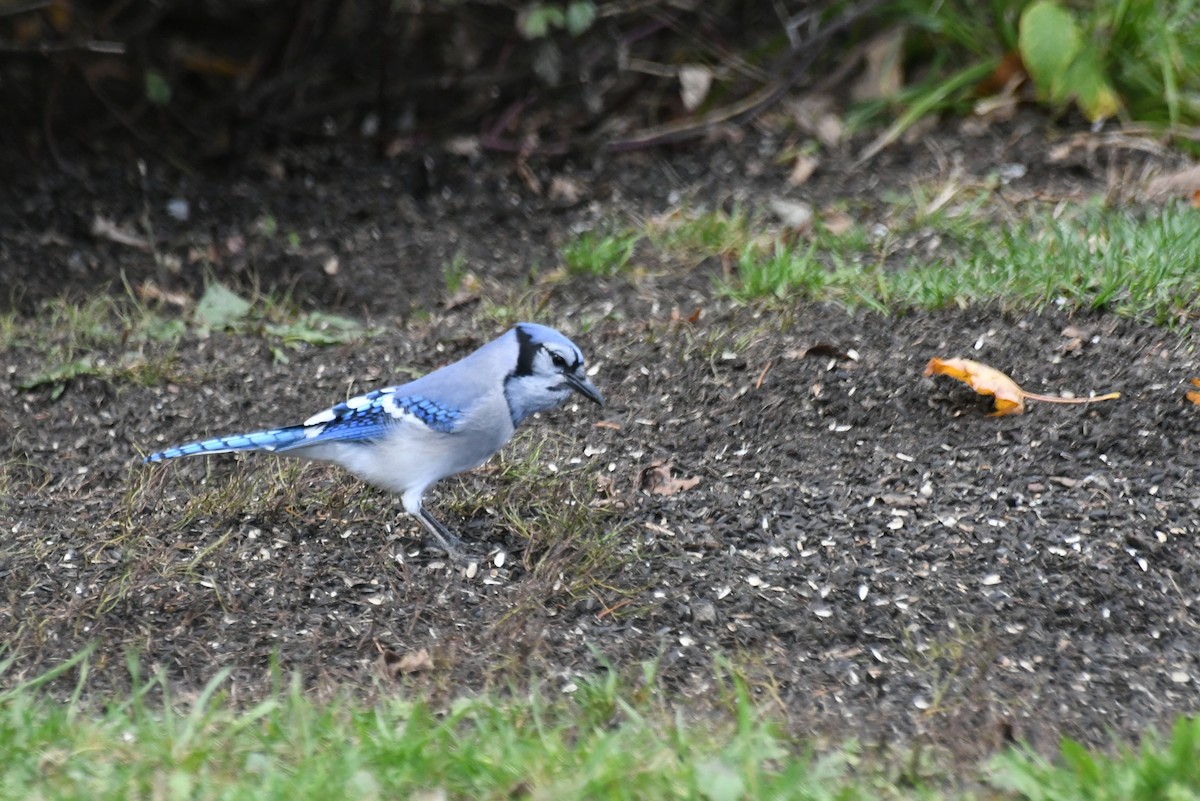 Blue Jay - ML646427073