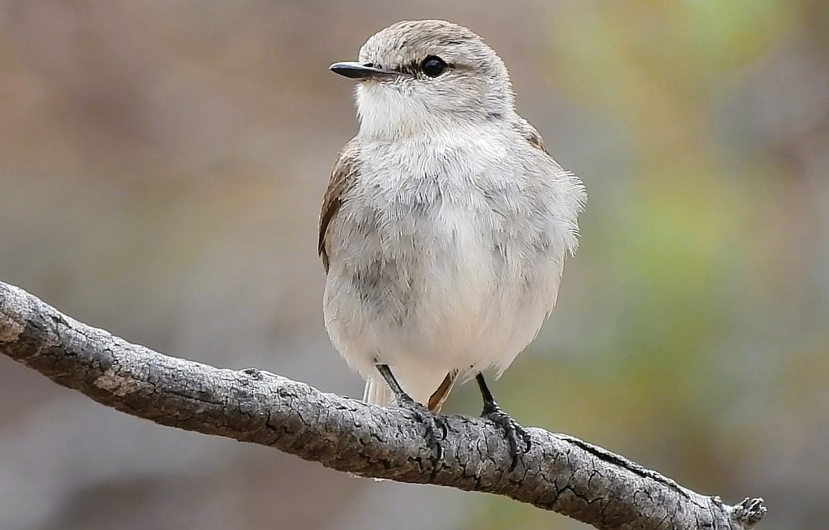 Avustalya Şakıcı Sinekkapanı - ML646427076