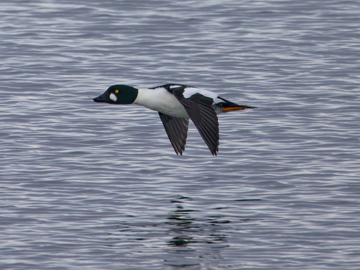 Common Goldeneye - ML646427077