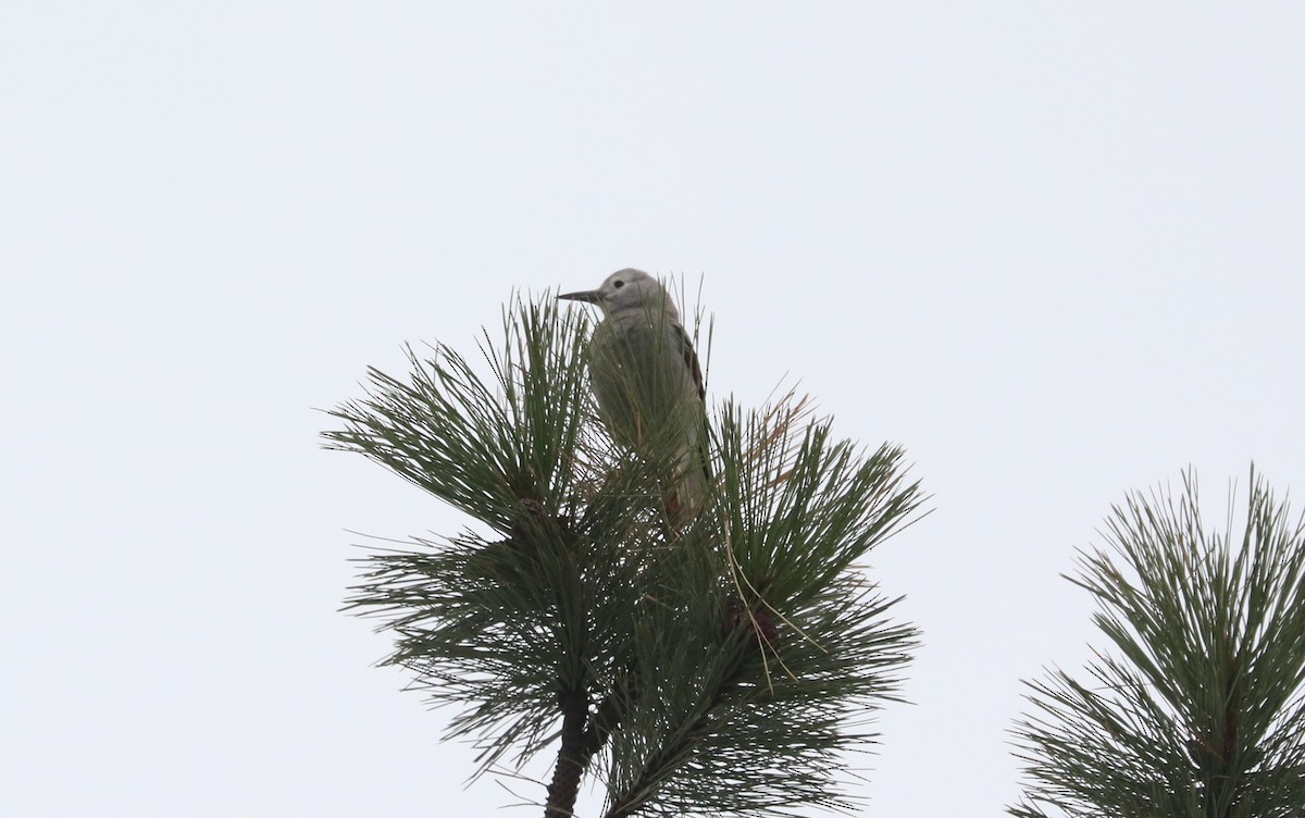 Clark's Nutcracker - ML646427079
