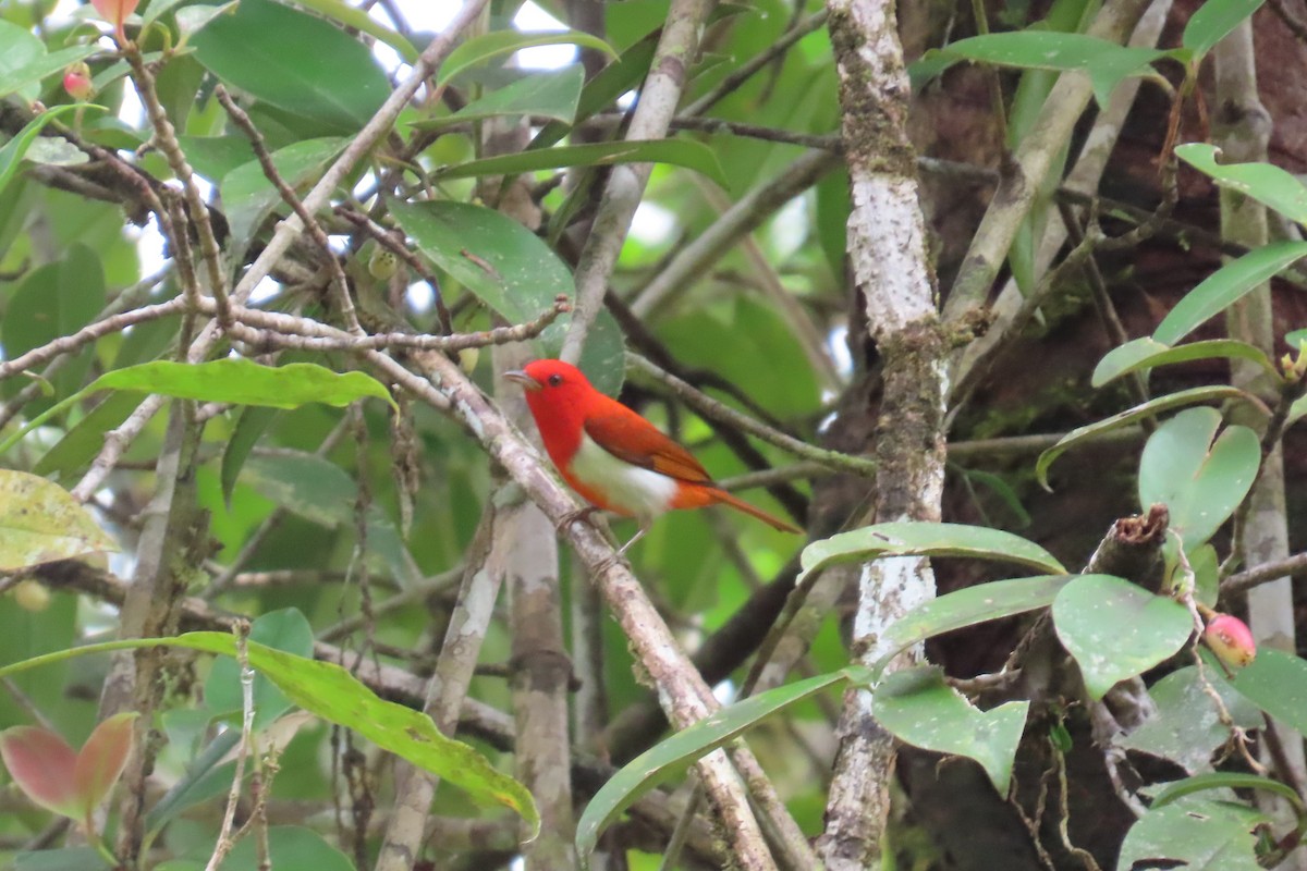 Scarlet-and-white Tanager - ML646427080