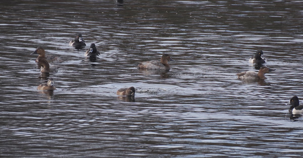 Murgilari bizkarzuria - ML646427083