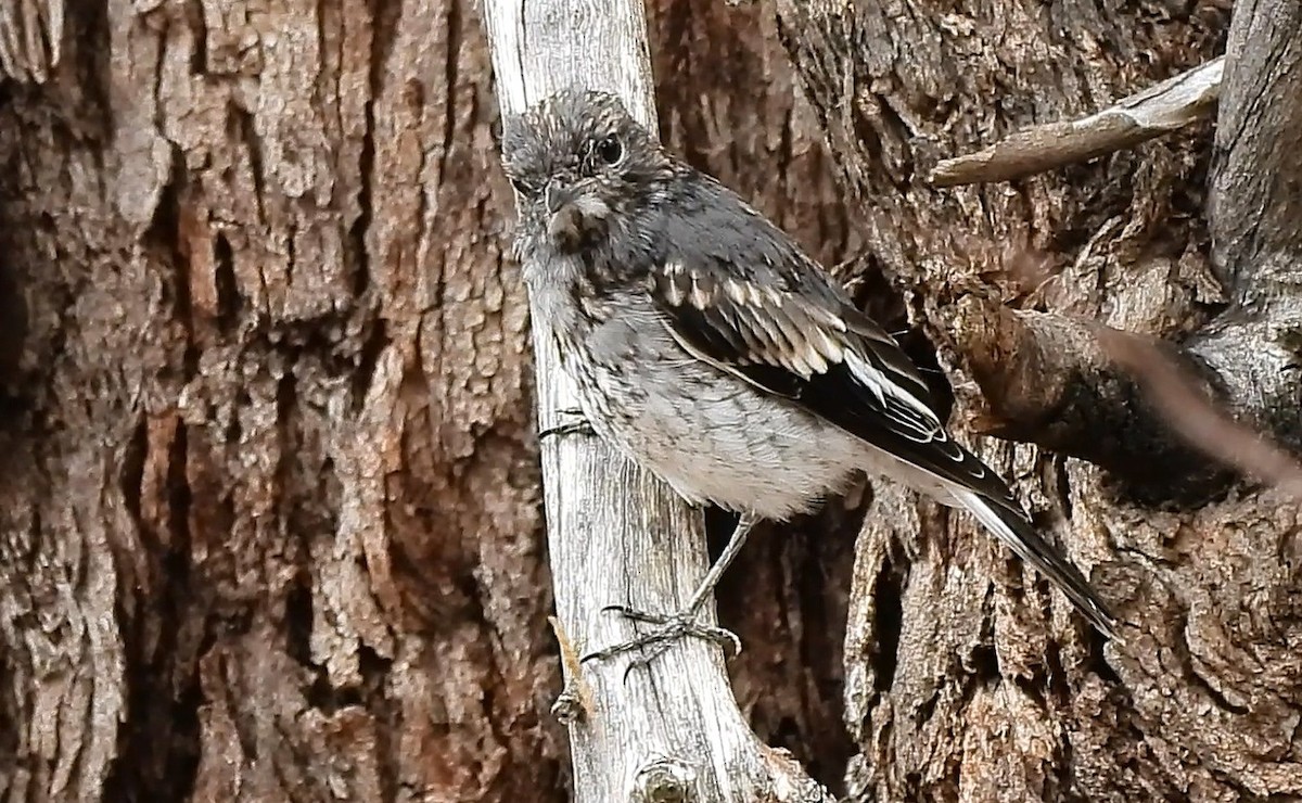 Hooded Robin - ML646427084