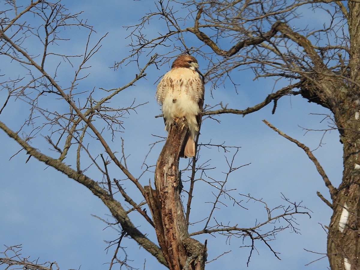 Buse à queue rousse - ML646427085
