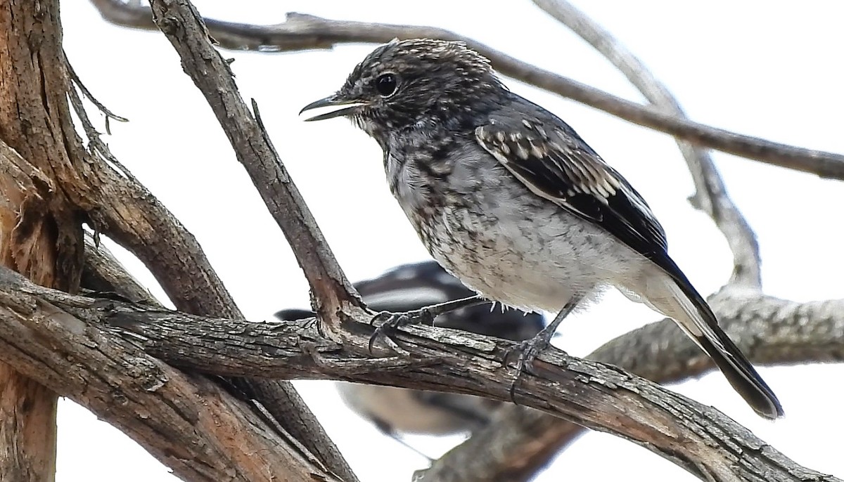Hooded Robin - ML646427086