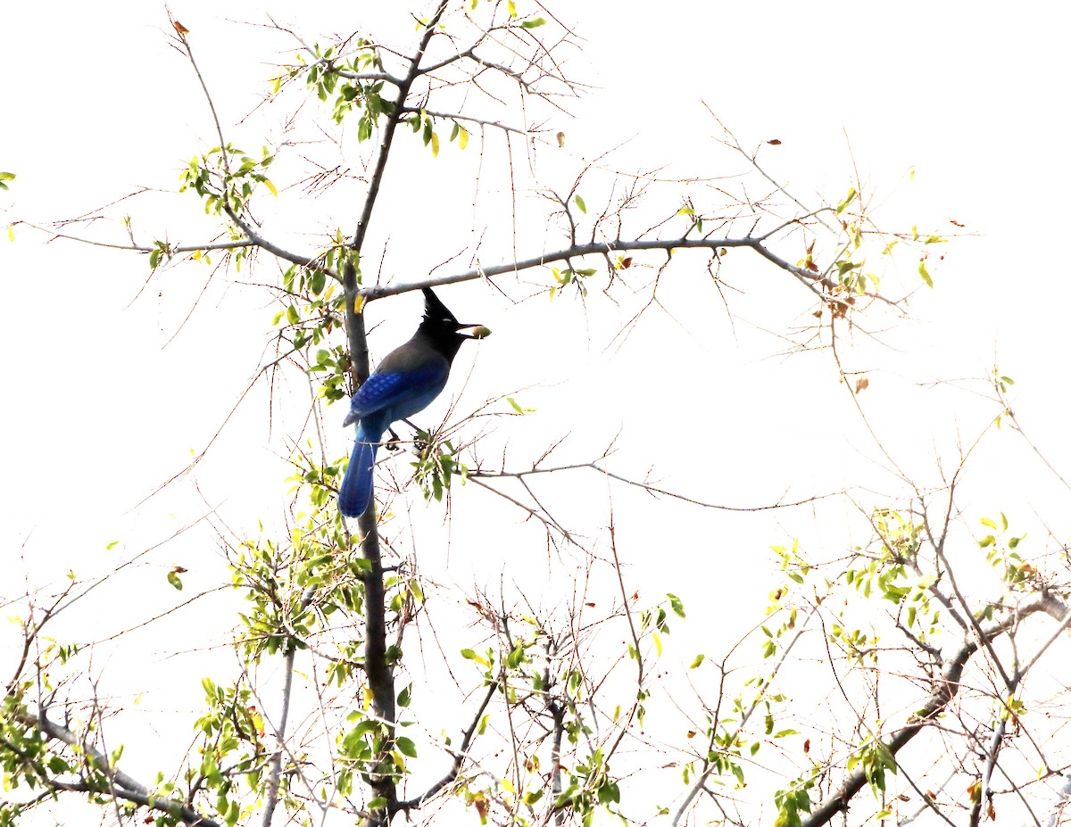 Steller's Jay - ML646427087