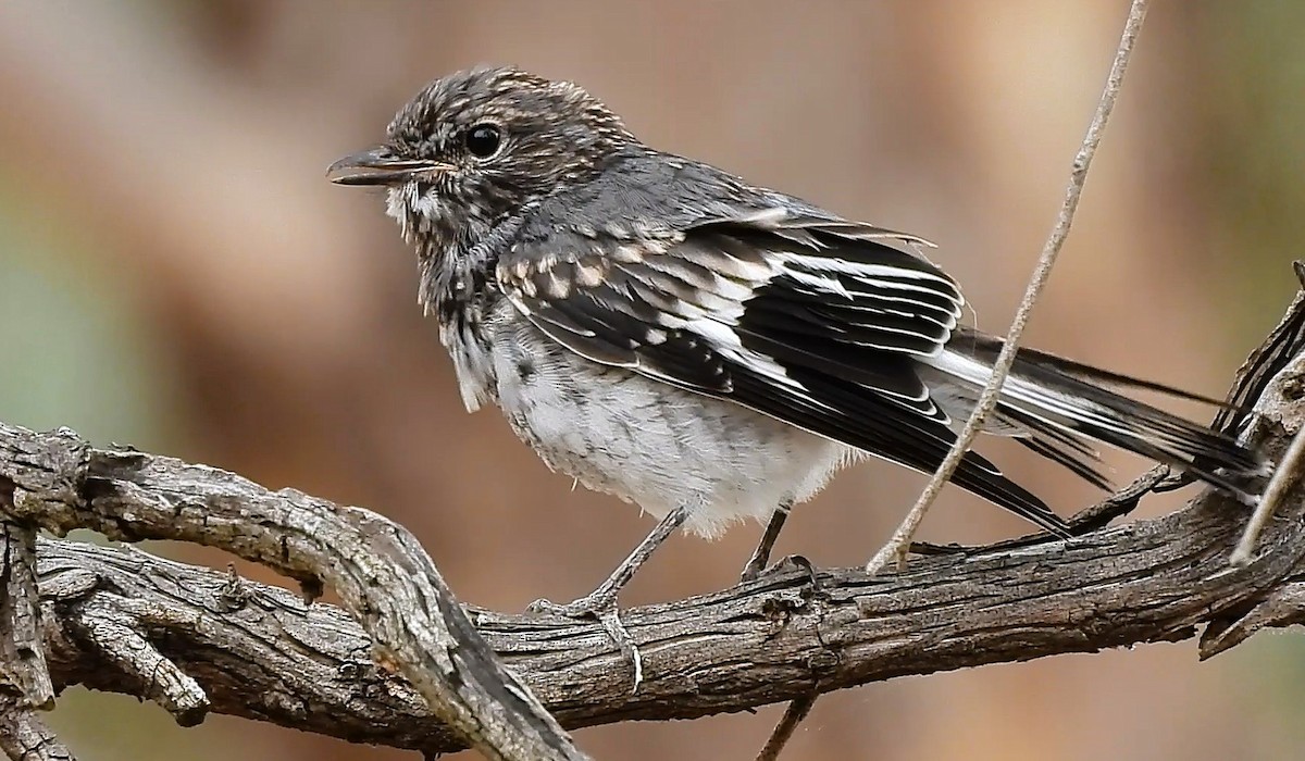 Hooded Robin - ML646427090