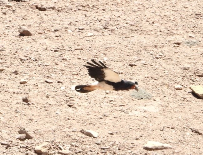 Mountain Caracara - ML646427091