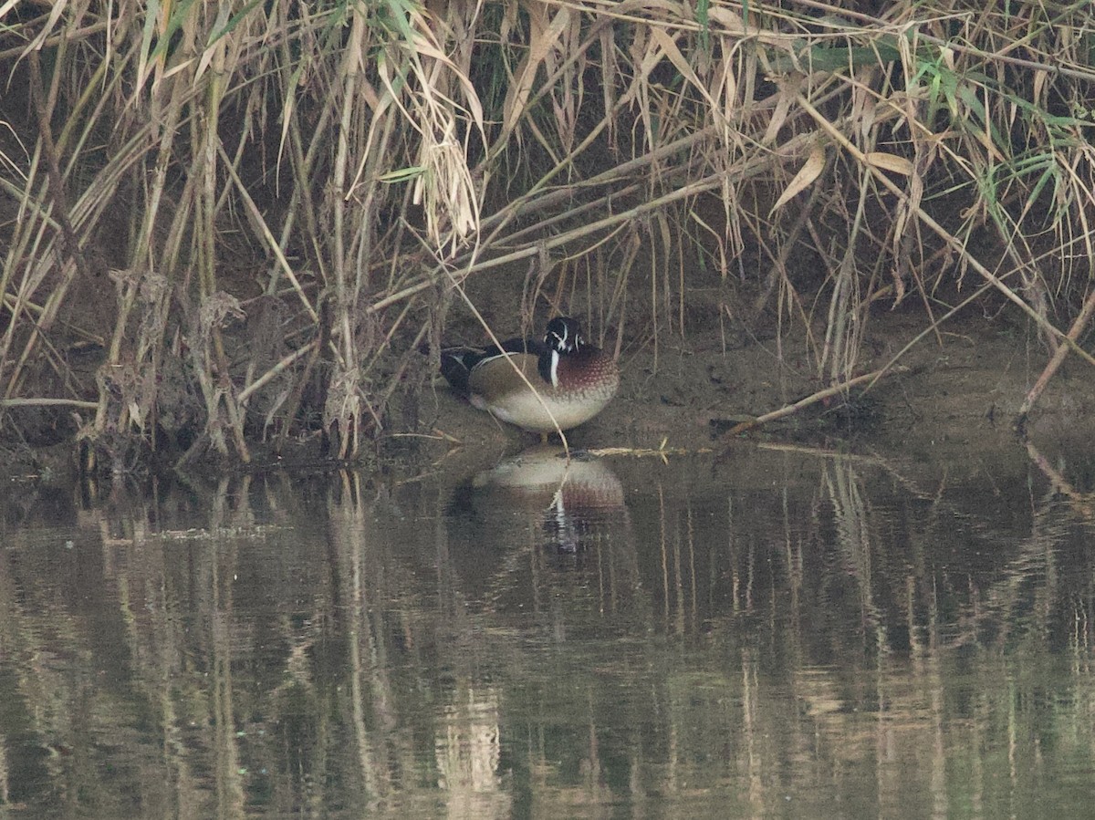 美洲鴛鴦 - ML646427092