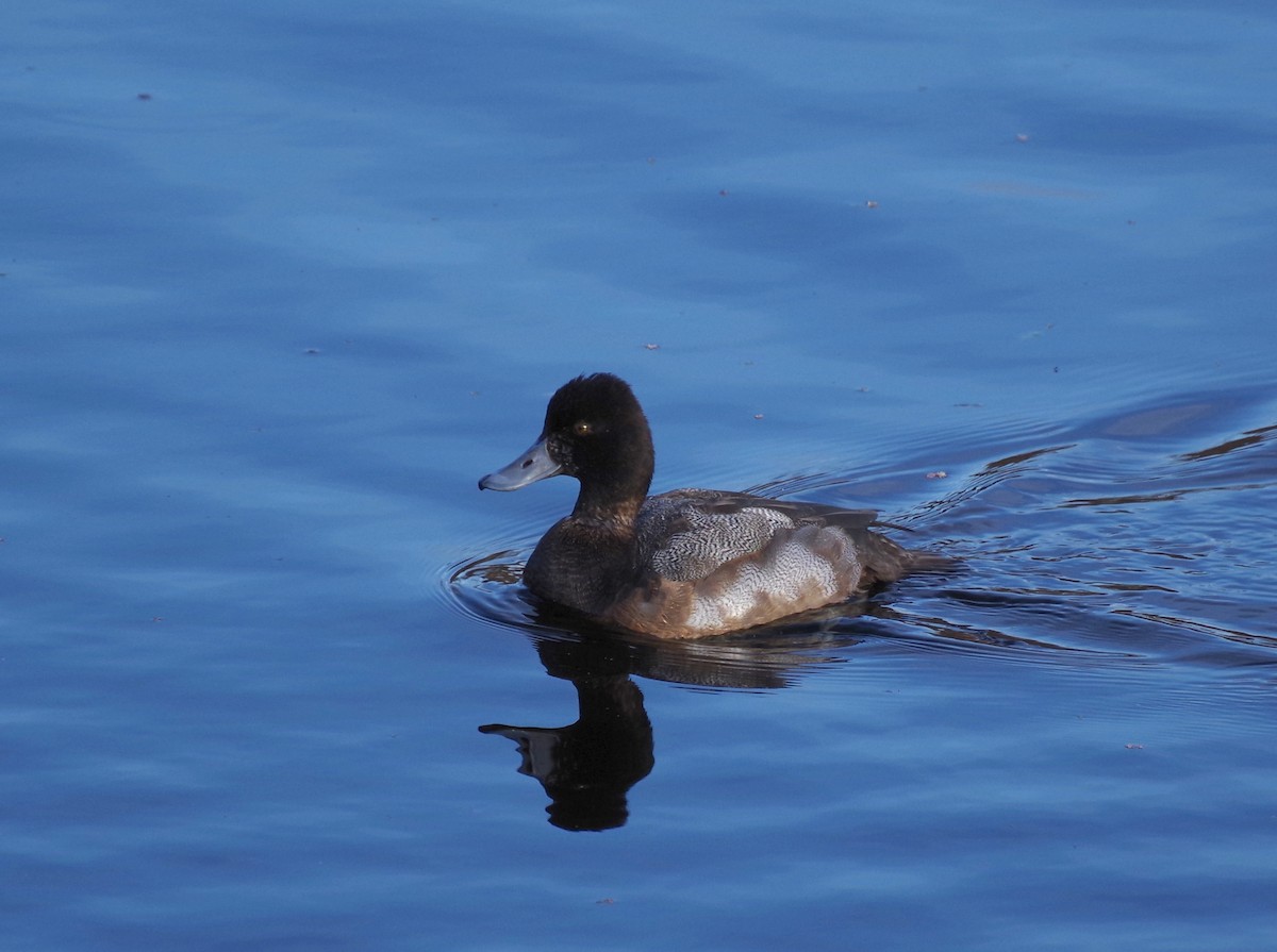 Lesser Scaup - ML646427093
