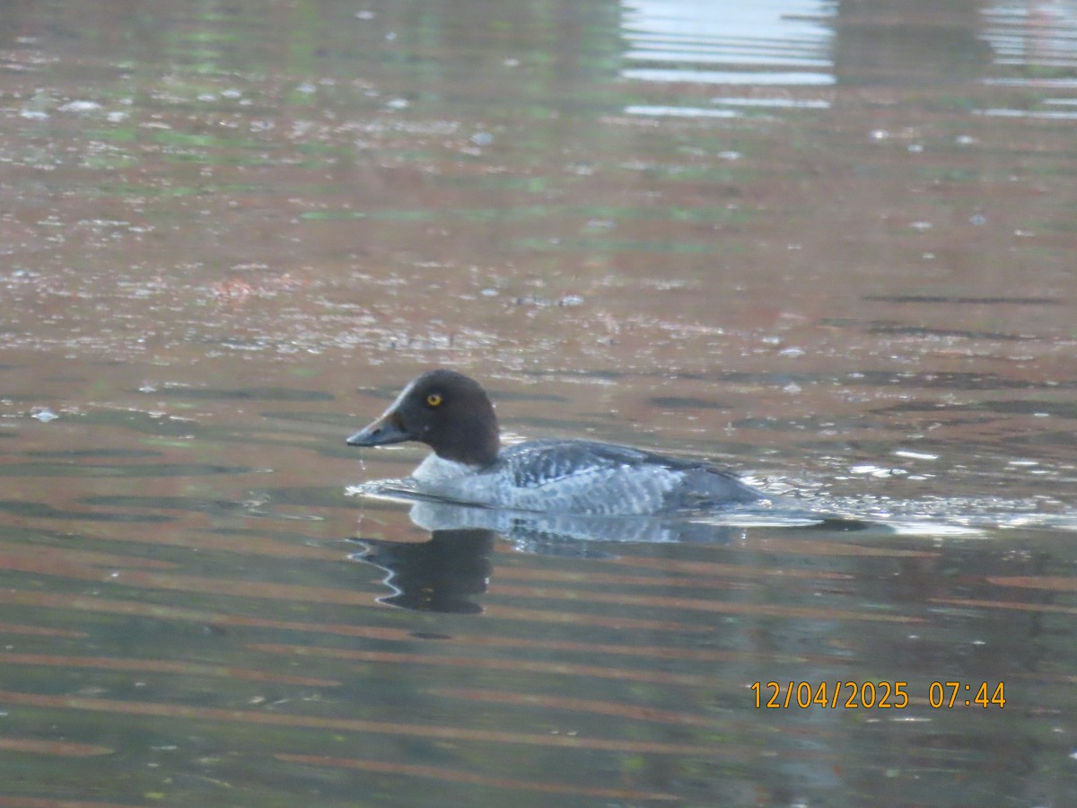 Common Goldeneye - ML646427096