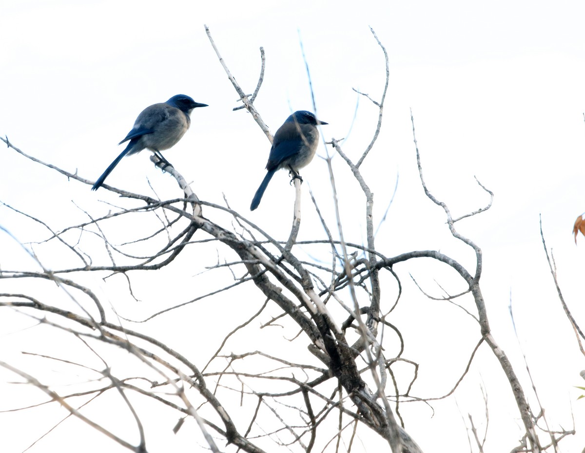 Woodhouse's Scrub-Jay - ML646427097
