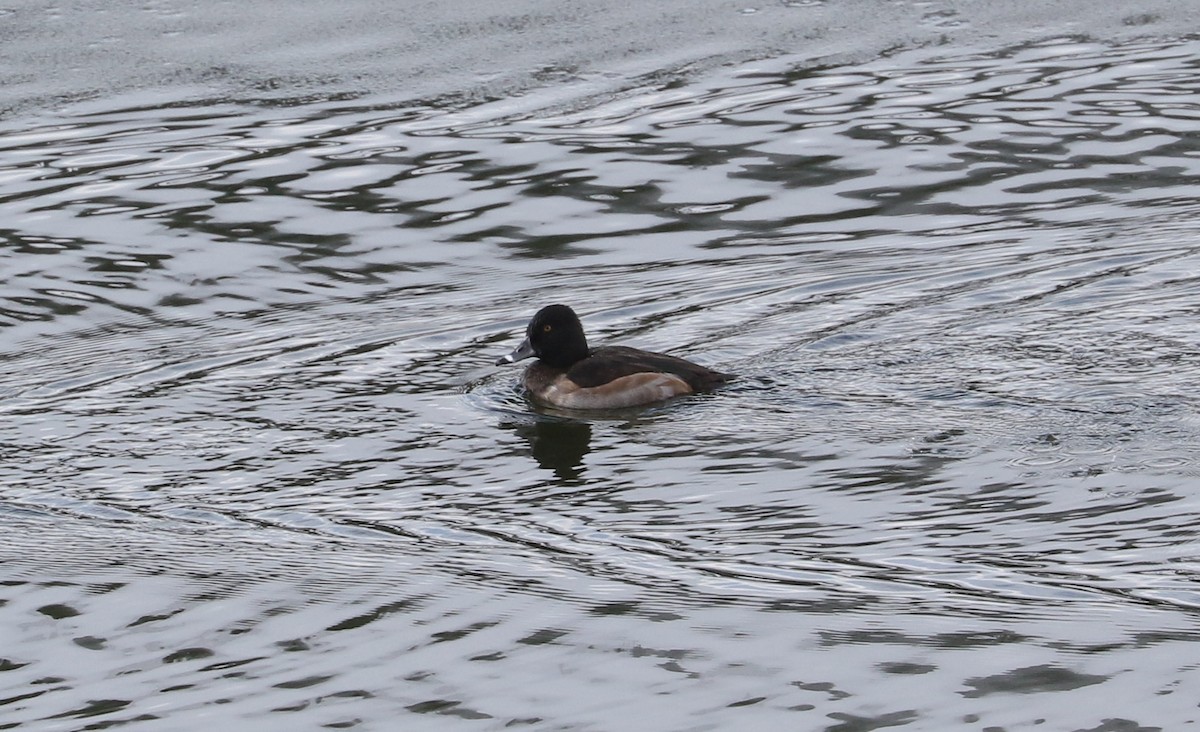 Ring-necked Duck - ML646427099