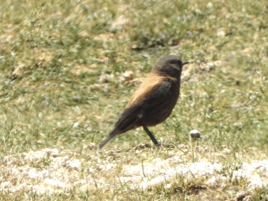 Andean Negrito - ML646427102