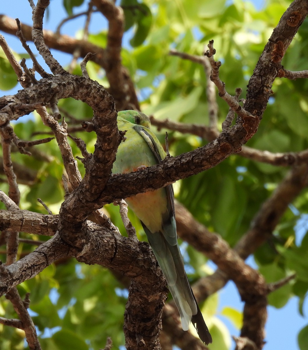 Golden-shouldered Parrot - ML646427103