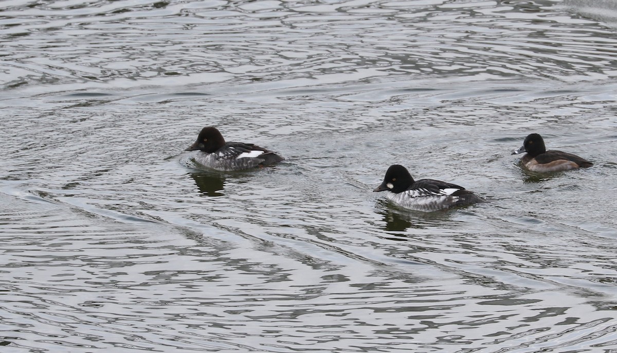 Common Goldeneye - ML646427104