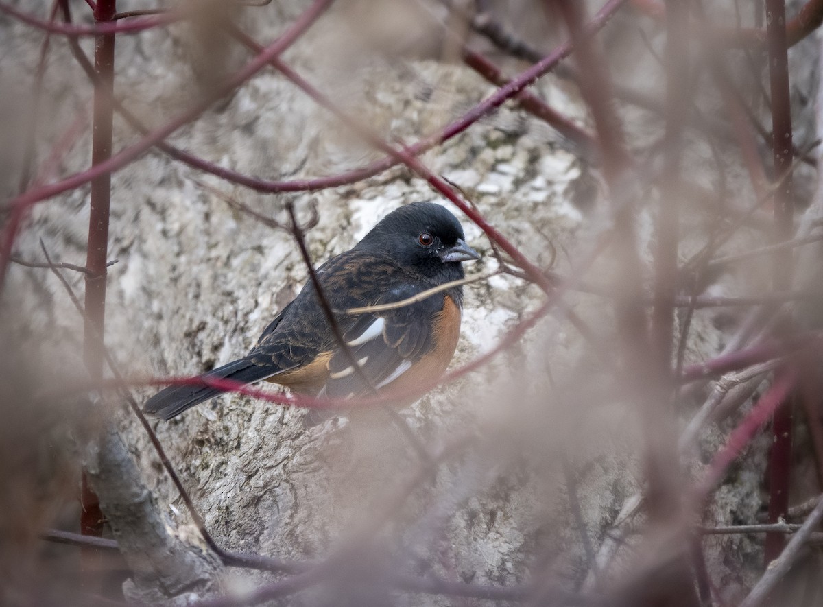 Eastern Towhee - ML646427105