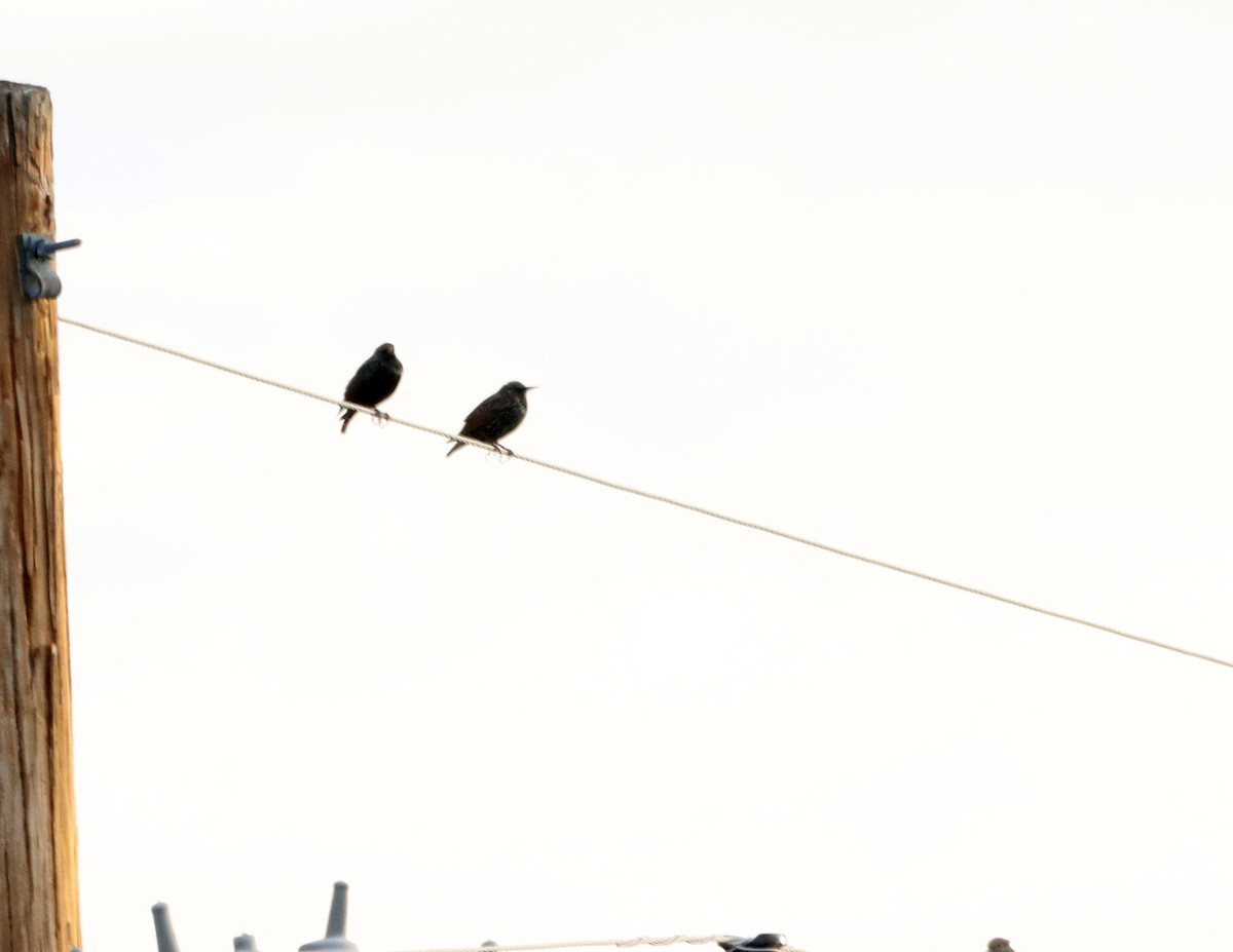 European Starling - ML646427106