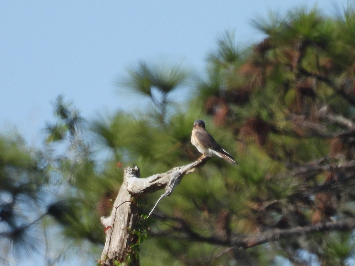 American Kestrel - ML646427107