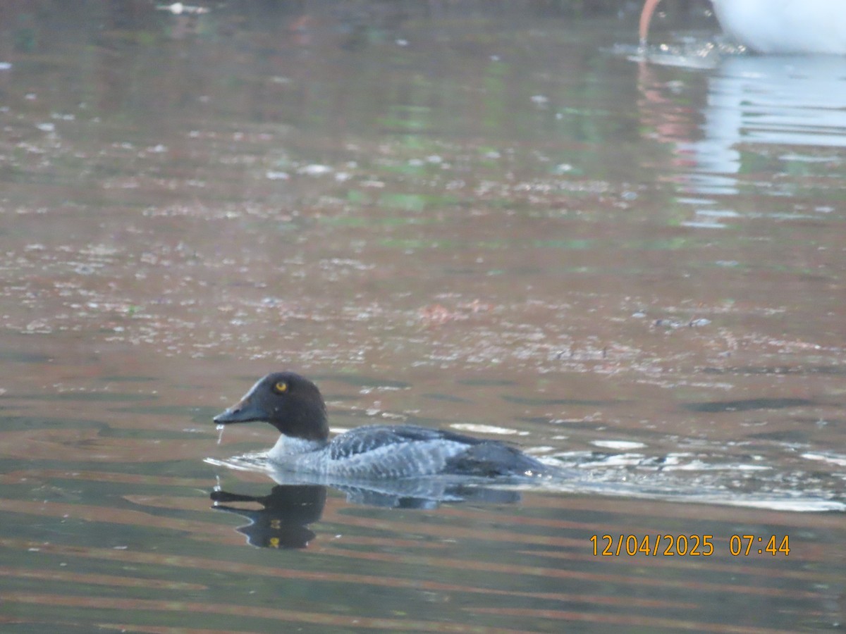 Common Goldeneye - ML646427110