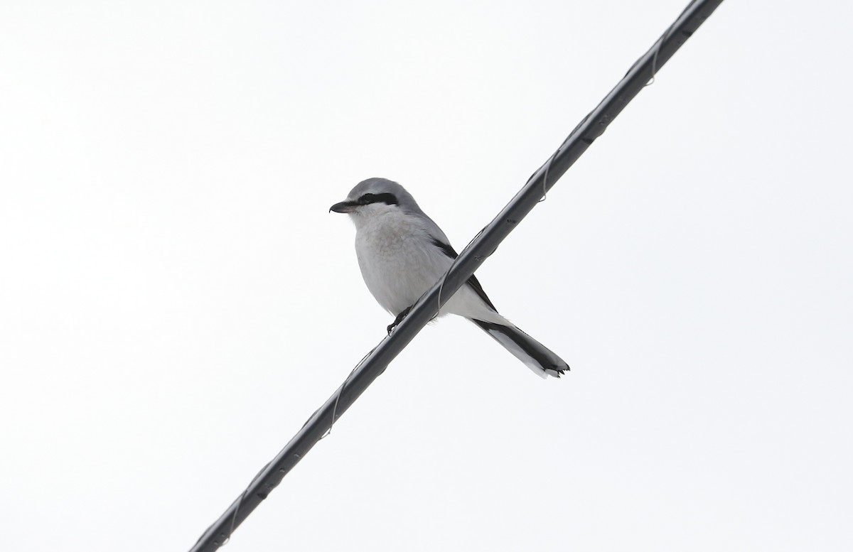 Antzandobi boreala - ML646427111