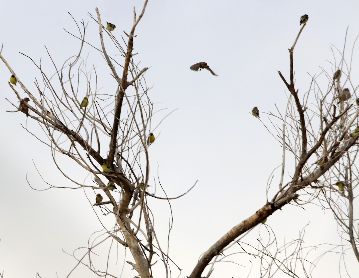 Lesser Goldfinch - ML646427115