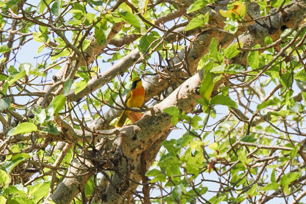 Sulphur-breasted Bushshrike - ML646427116