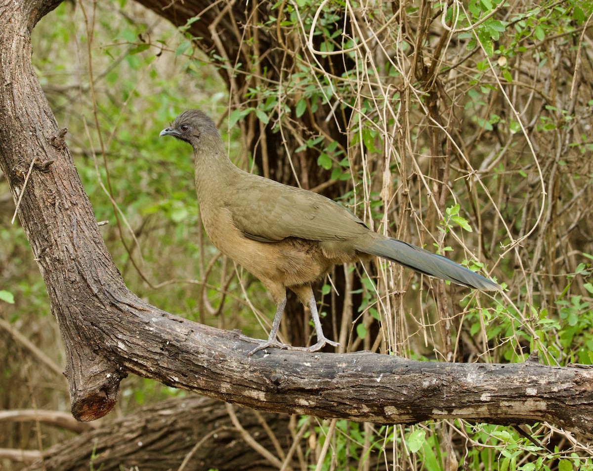 Plain Chachalaca - ML646427118