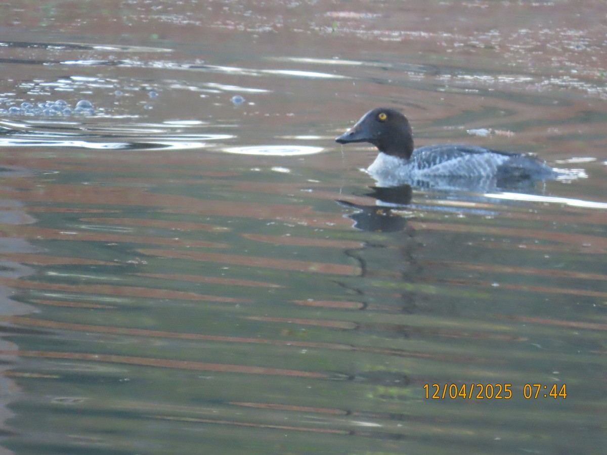 Common Goldeneye - ML646427119