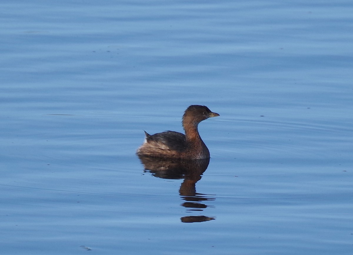 Pied-billed Grebe - ML646427120