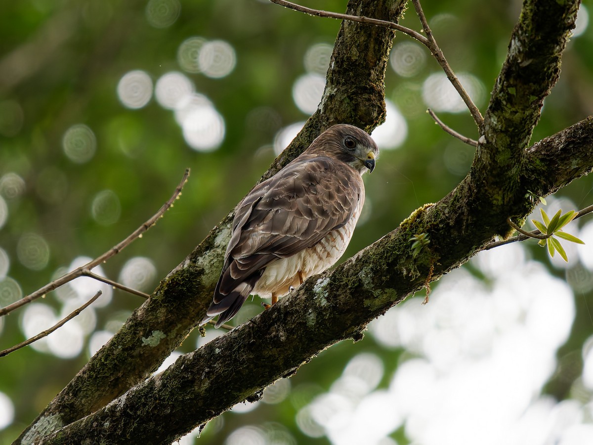 Канюк ширококрилий - ML646427121