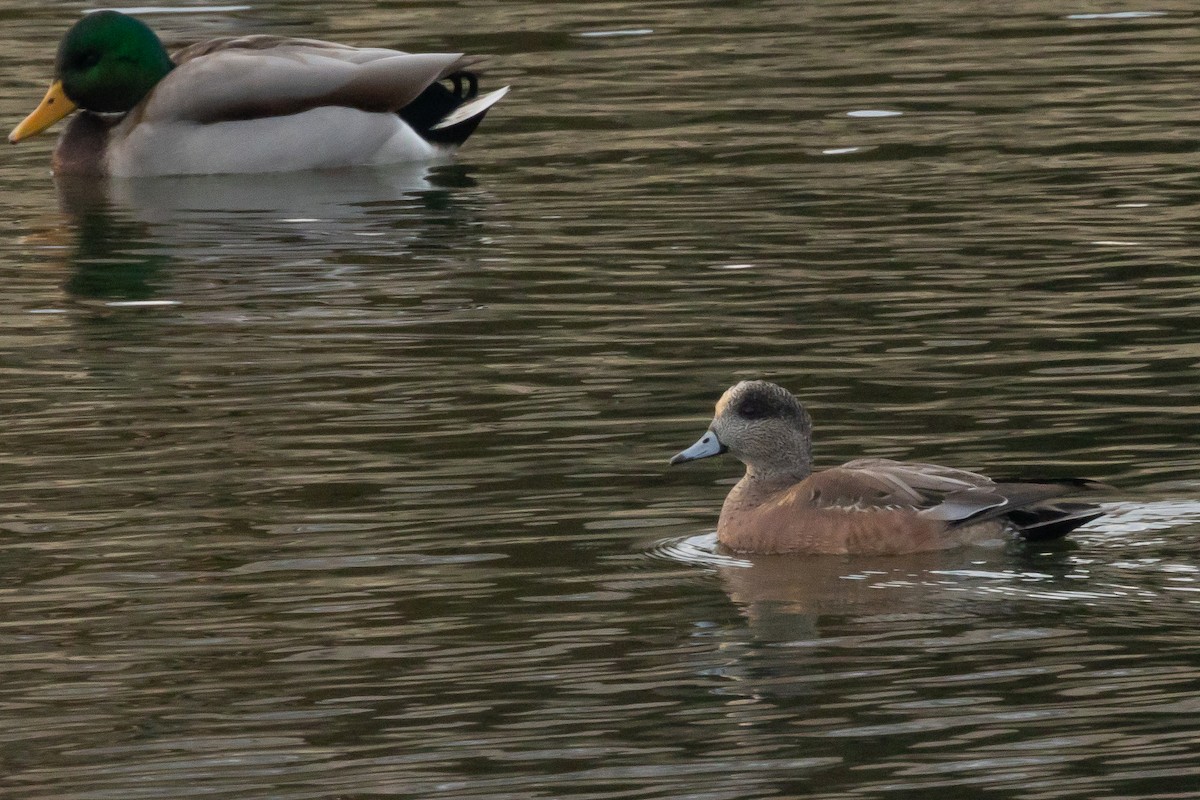 American Wigeon - ML646427123