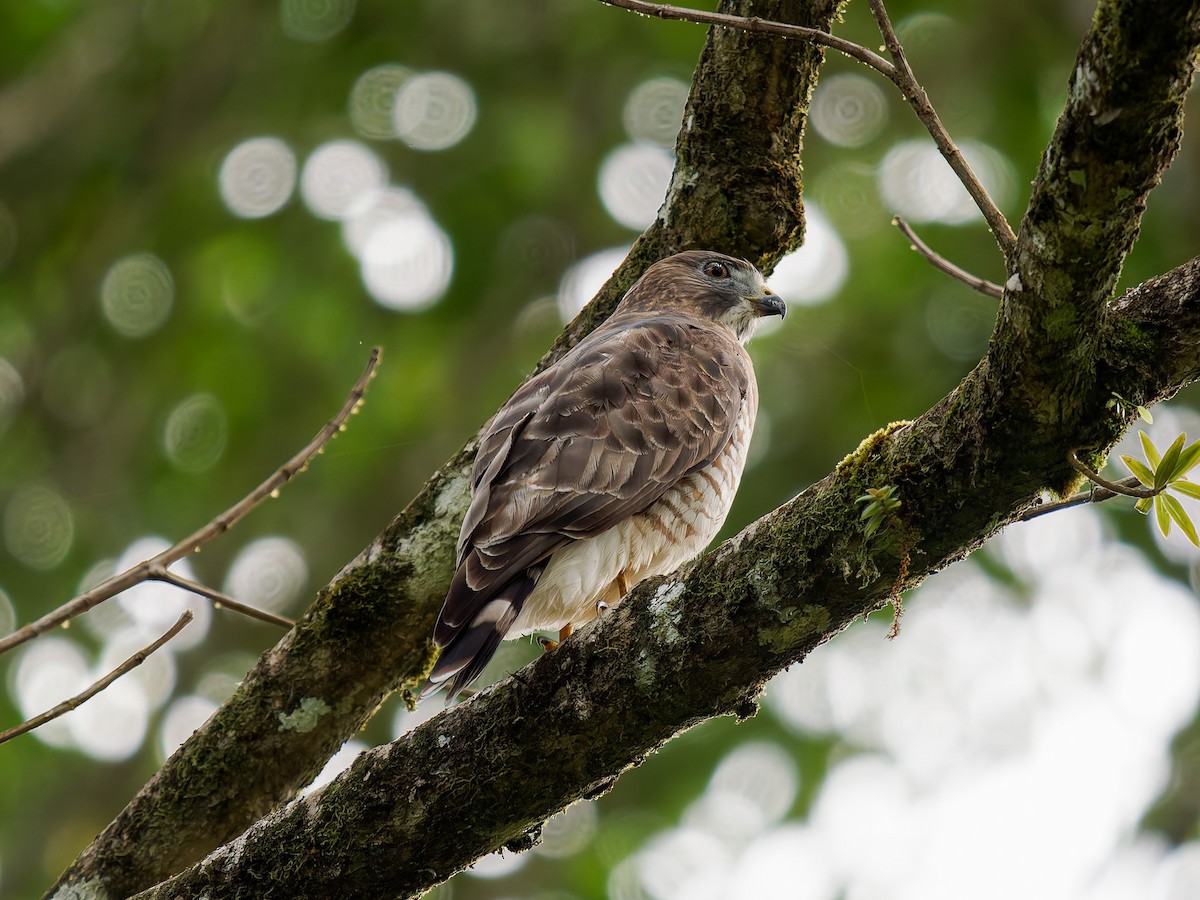 Канюк ширококрилий - ML646427124