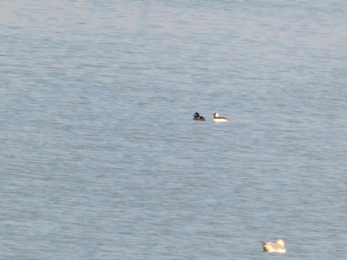 Bufflehead - ML646427125
