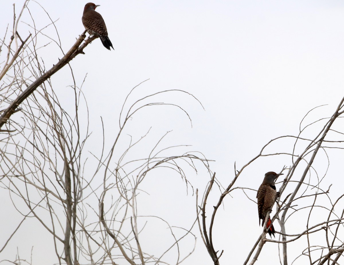 Northern Flicker - ML646427127
