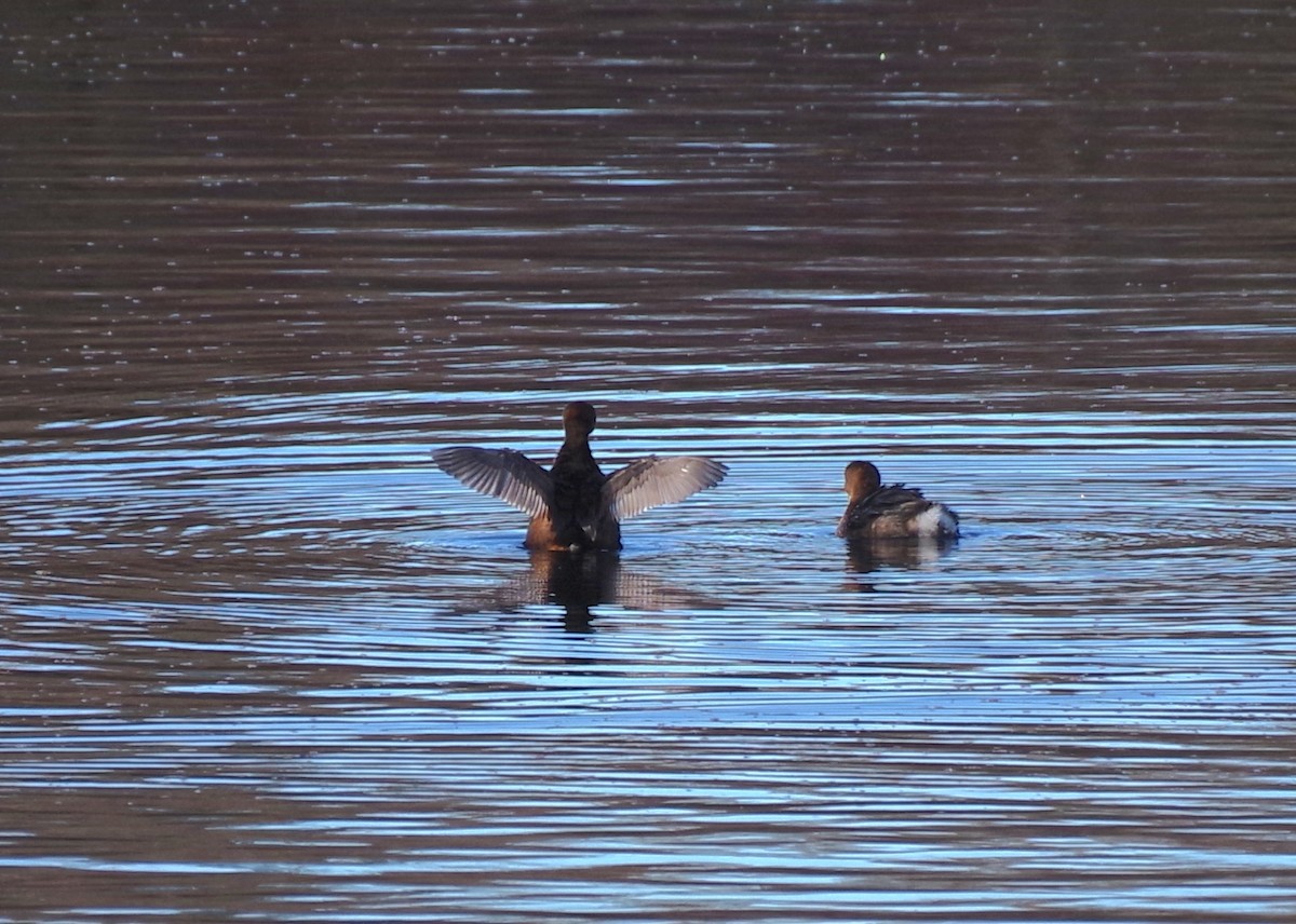 Pied-billed Grebe - ML646427128