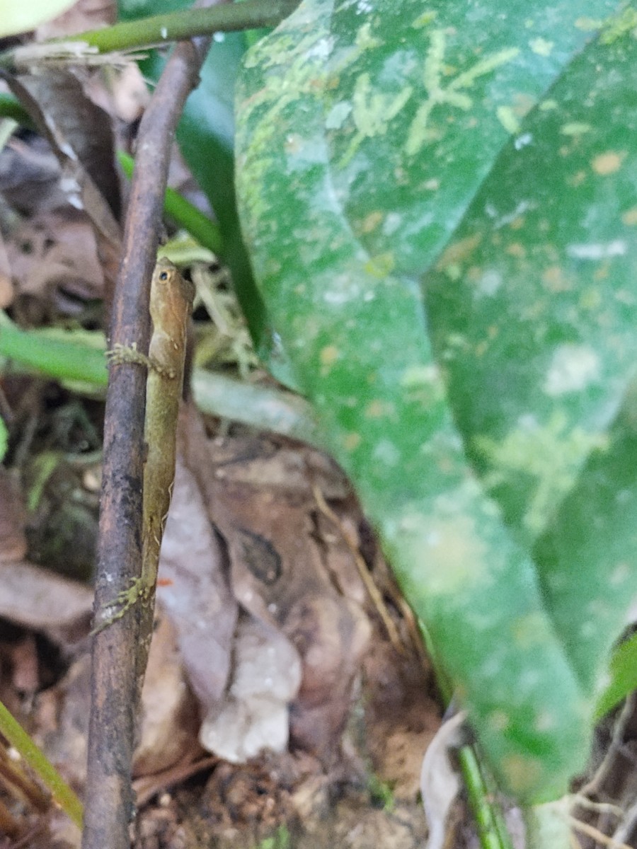 Osa Anole - ML646427129