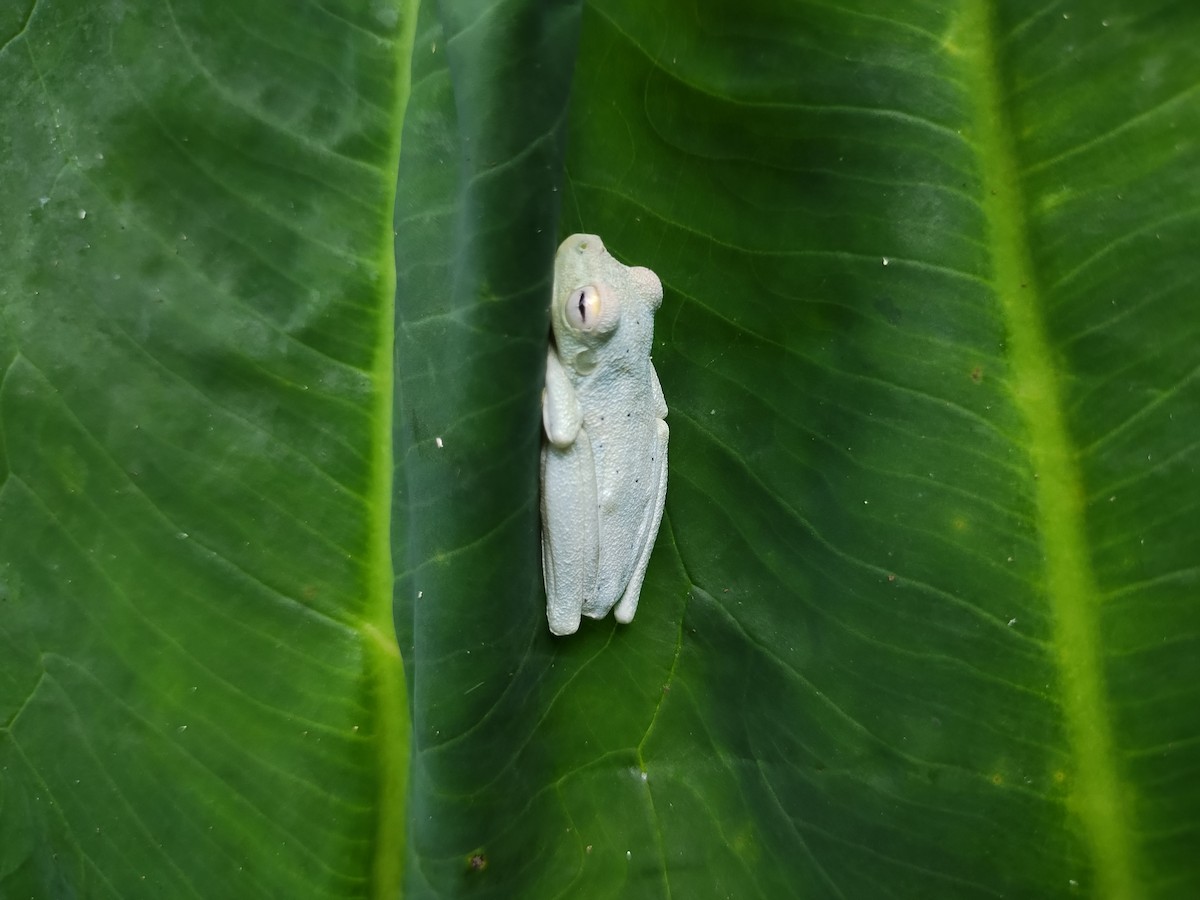 Rosenberg's Gladiator Frog - ML646427130