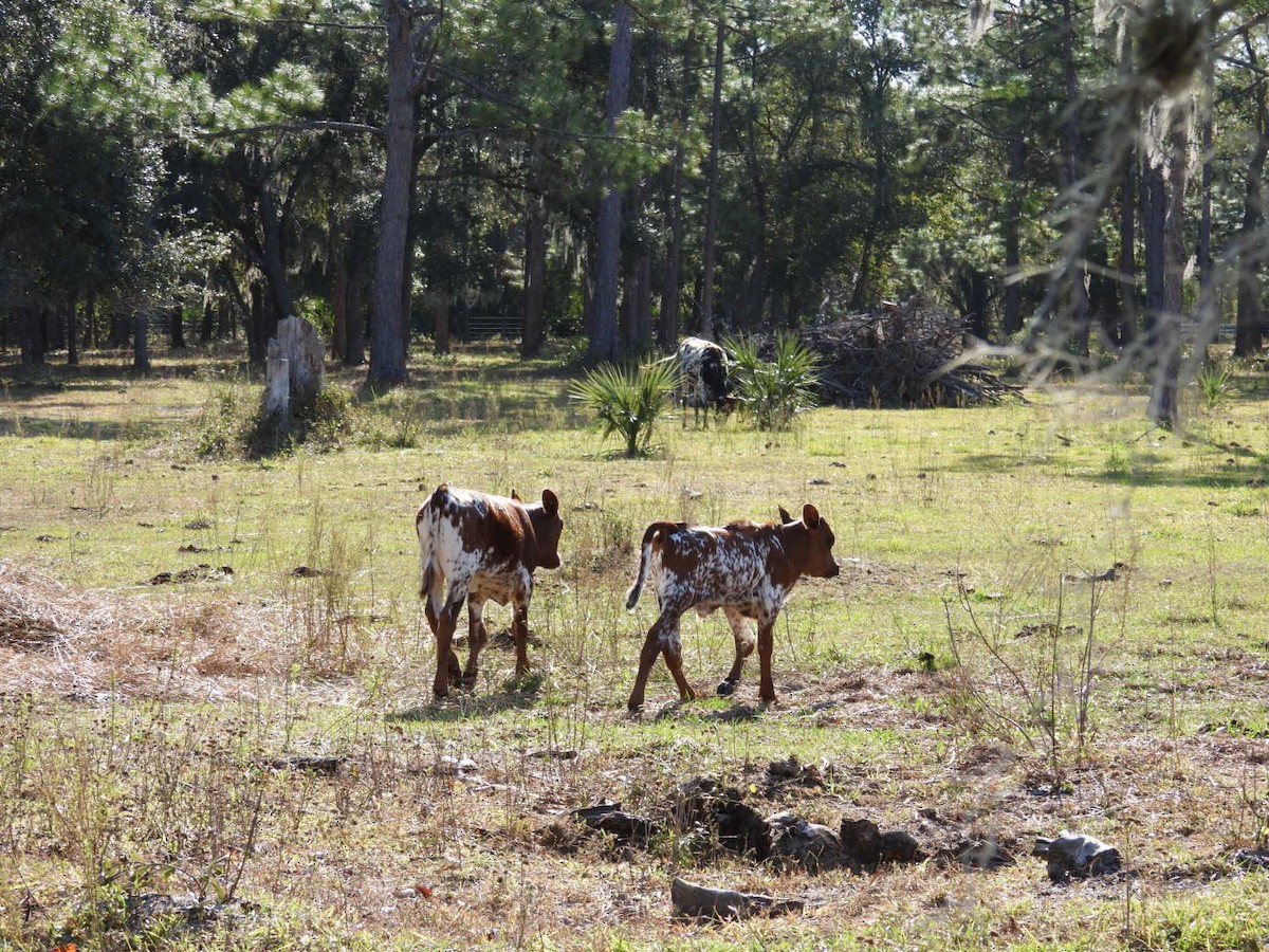 Domestic Cattle - ML646427132