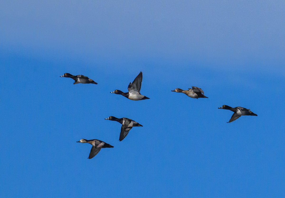 Ring-necked Duck - ML646427133
