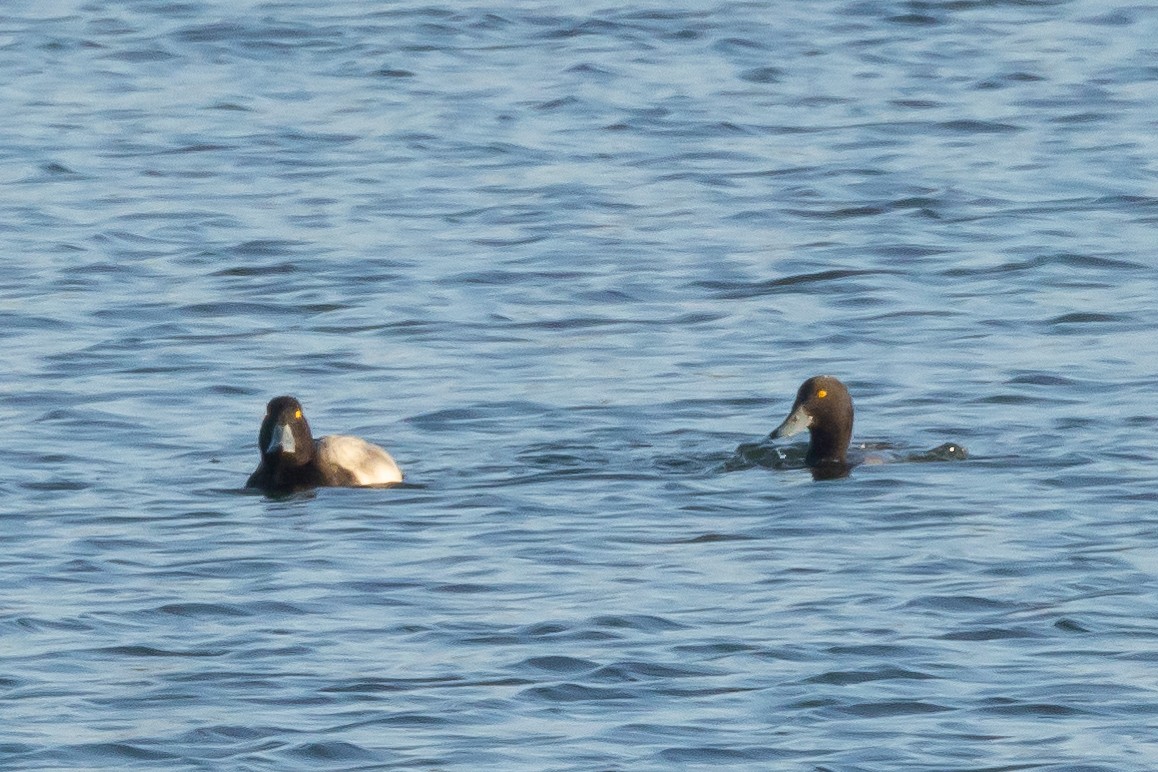 Greater Scaup - ML646427136