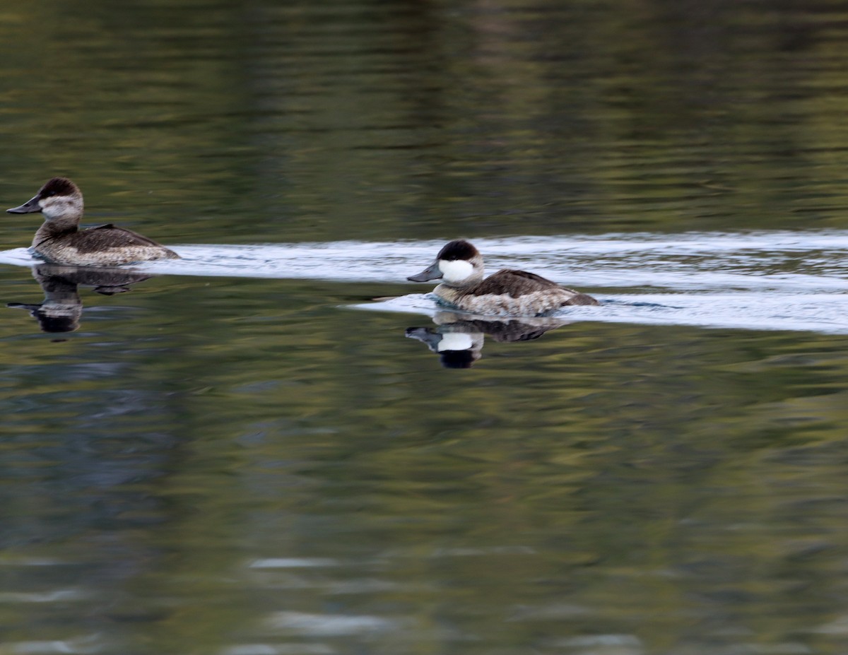 Schwarzkopf-Ruderente - ML646427138