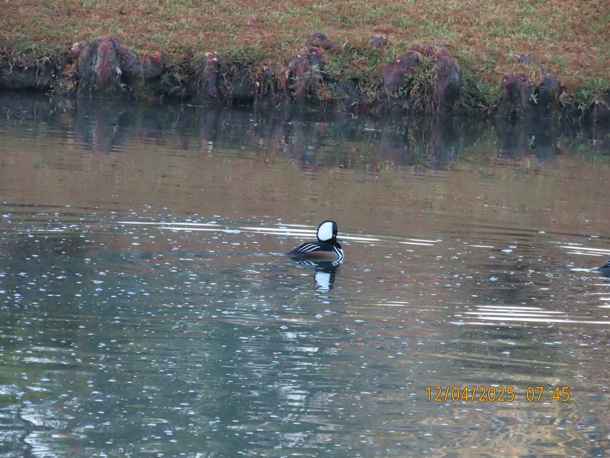 Hooded Merganser - ML646427142