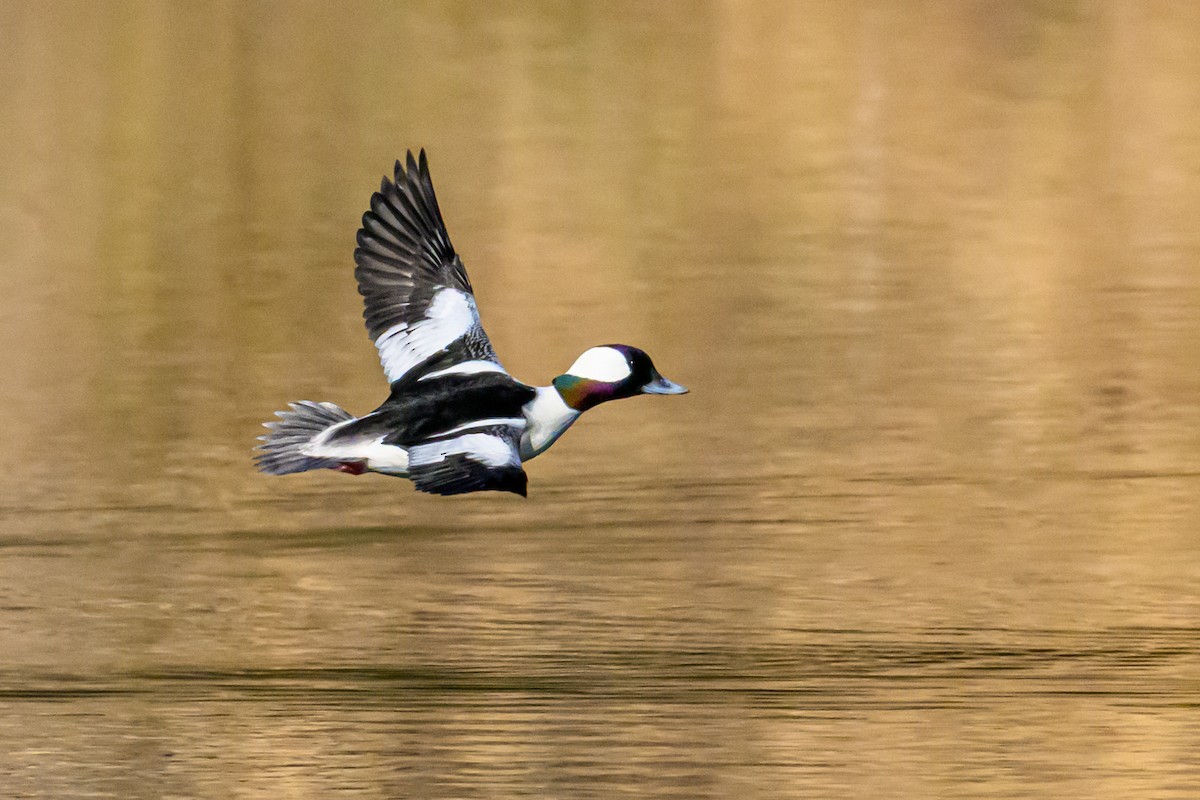 Bufflehead - ML646427143