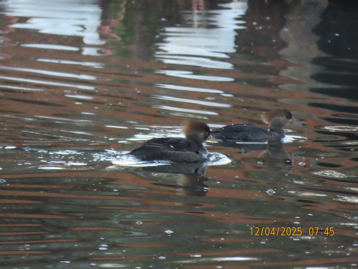 Hooded Merganser - ML646427148