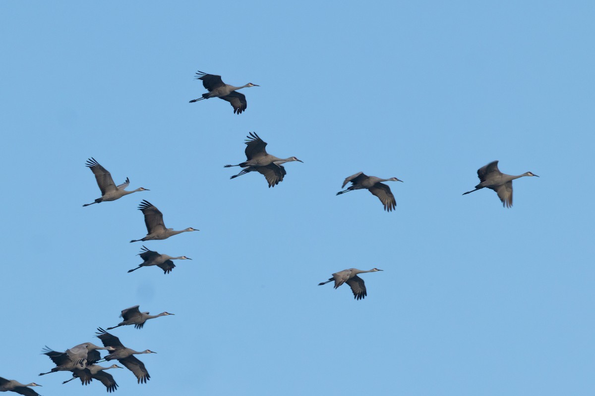 沙丘鶴 - ML646427149