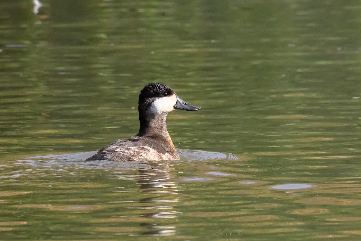 Schwarzkopf-Ruderente - ML646427150